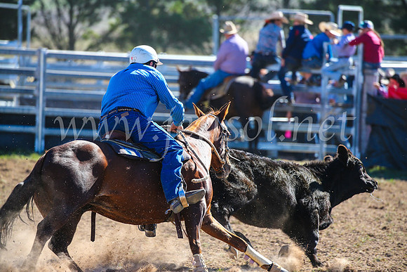 GoulburnCampdraft2017_4013