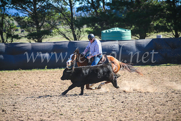 GoulburnCampdraft2017_3942