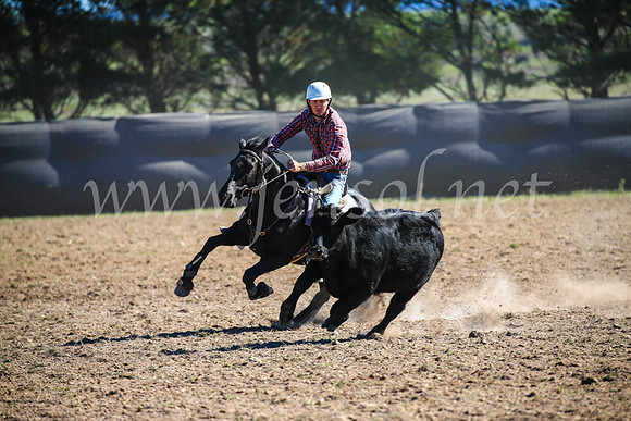 GoulburnCampdraft2017_3914