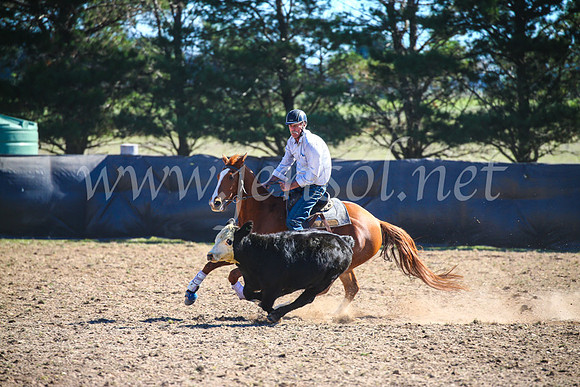 GoulburnCampdraft2017_3968