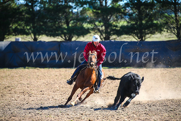 GoulburnCampdraft2017_3872