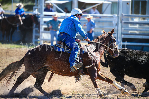 GoulburnCampdraft2017_4019