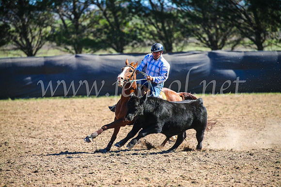 GoulburnCampdraft2017_3891