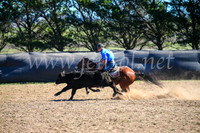 GoulburnCampdraft2017_3825