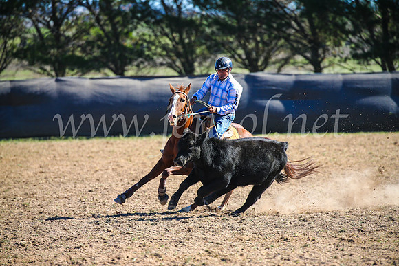GoulburnCampdraft2017_3893