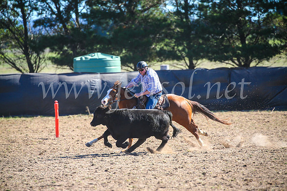 GoulburnCampdraft2017_3939