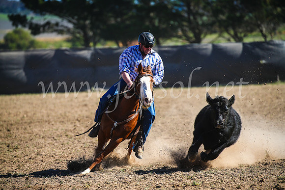 GoulburnCampdraft2017_3962