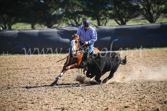 GoulburnCampdraft2017_3958