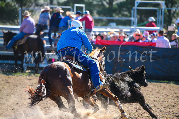GoulburnCampdraft2017_4022