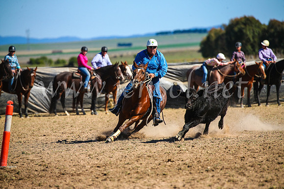 GoulburnCampdraft2017_4039