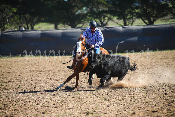 GoulburnCampdraft2017_3956