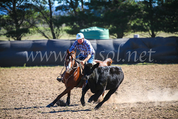 GoulburnCampdraft2017_3971