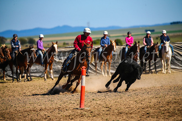 GoulburnCampdraft2017_3889