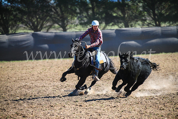 GoulburnCampdraft2017_3907