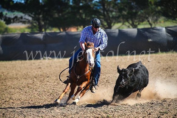 GoulburnCampdraft2017_3948