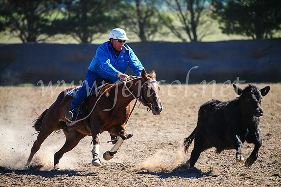GoulburnCampdraft2017_4016