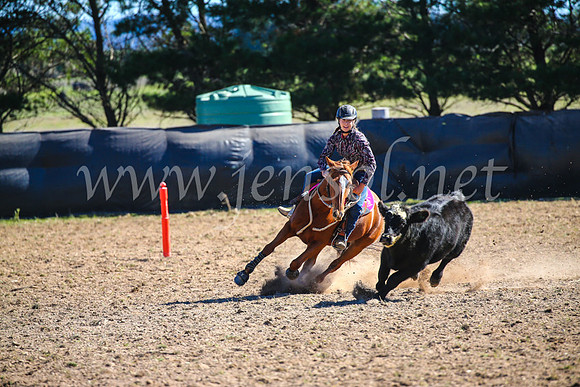 GoulburnCampdraft2017_3926