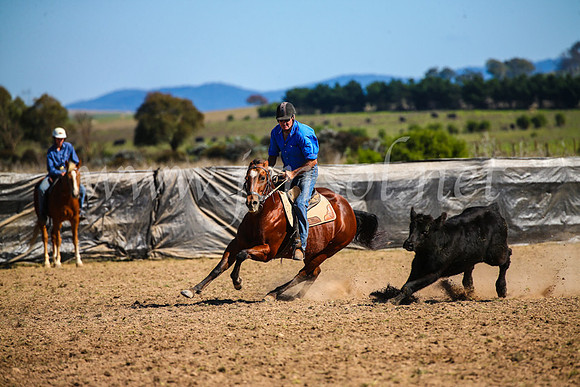 GoulburnCampdraft2017_3828