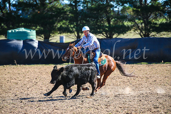 GoulburnCampdraft2017_4057