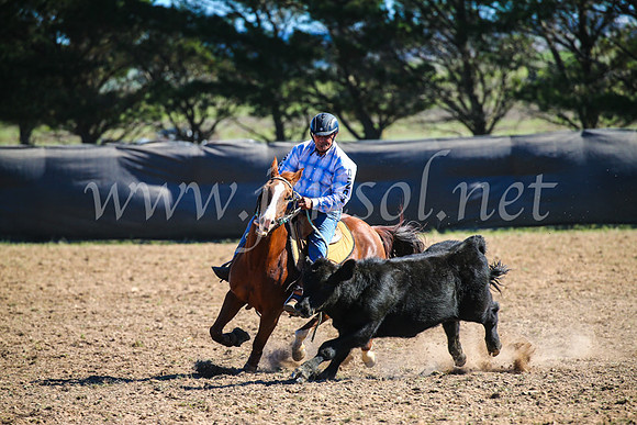 GoulburnCampdraft2017_3897