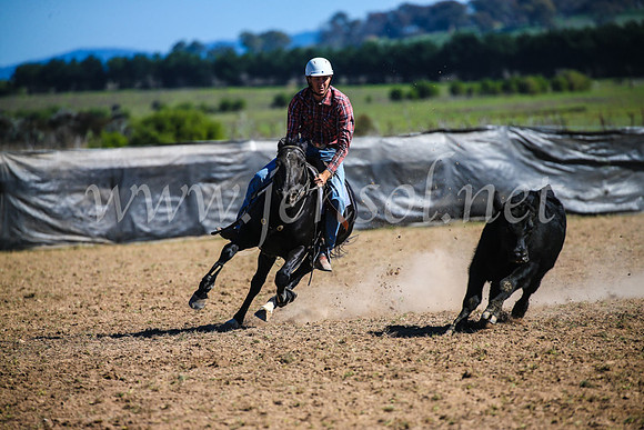 GoulburnCampdraft2017_3925