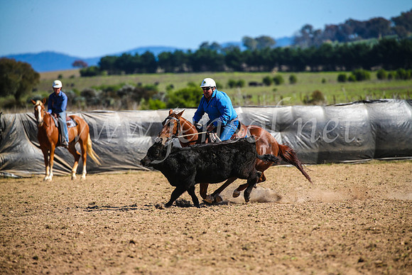 GoulburnCampdraft2017_4028