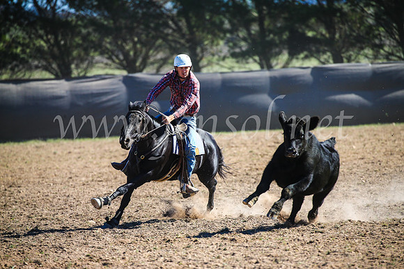 GoulburnCampdraft2017_3908
