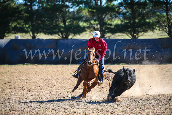 GoulburnCampdraft2017_3867