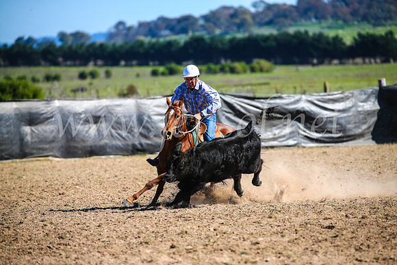 GoulburnCampdraft2017_4071