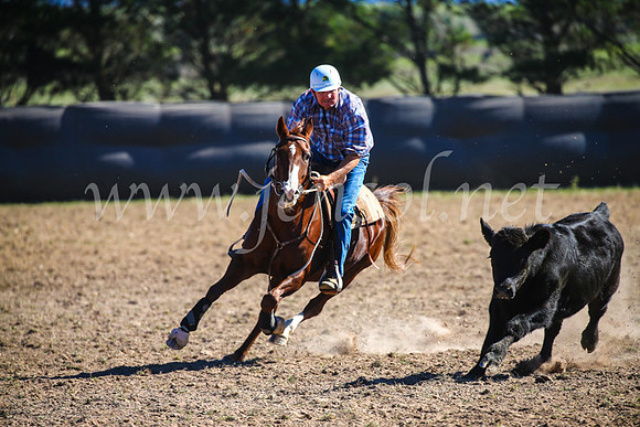 GoulburnCampdraft2017_3973
