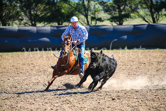 GoulburnCampdraft2017_4070