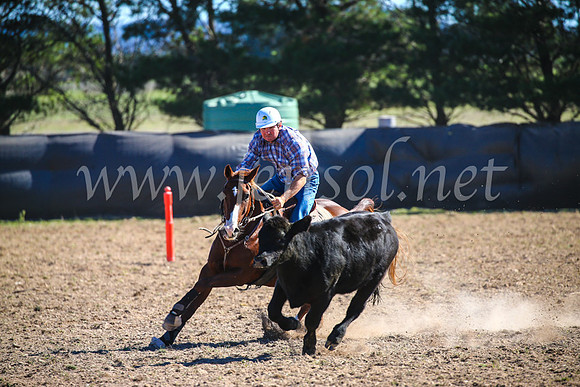 GoulburnCampdraft2017_3970