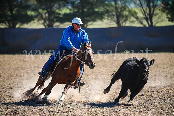 GoulburnCampdraft2017_4003