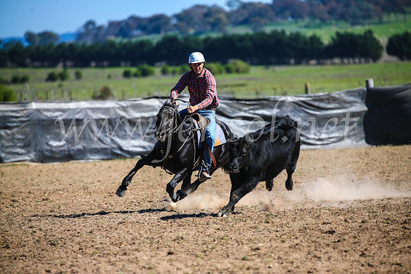 GoulburnCampdraft2017_3916