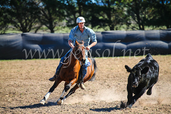 GoulburnCampdraft2017_3820
