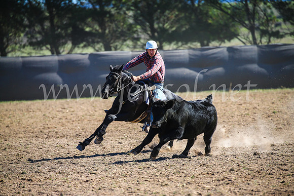 GoulburnCampdraft2017_3915