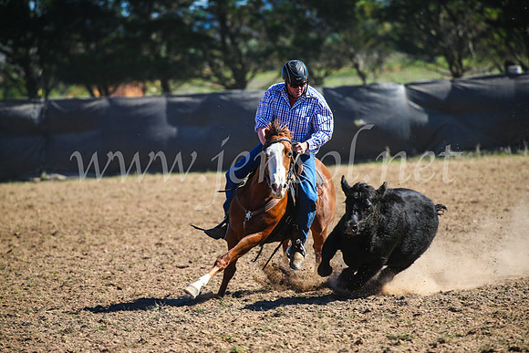 GoulburnCampdraft2017_3945