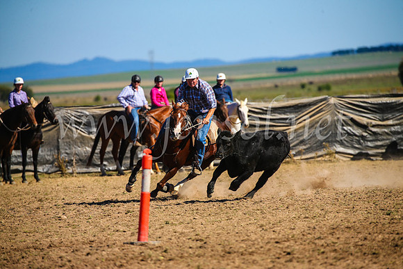 GoulburnCampdraft2017_3979
