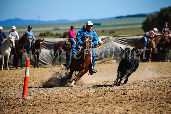 GoulburnCampdraft2017_4033