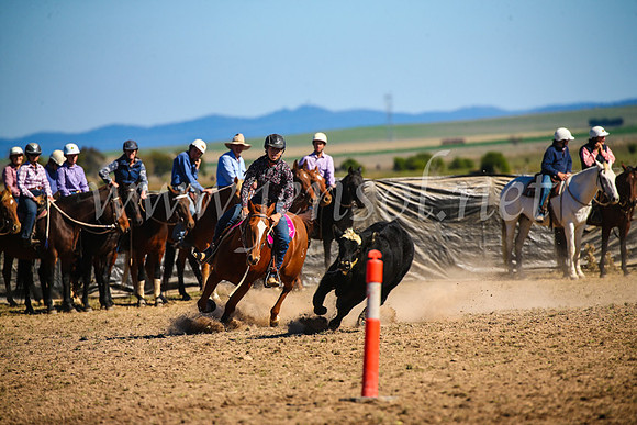 GoulburnCampdraft2017_3937