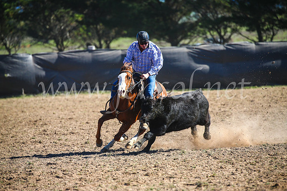 GoulburnCampdraft2017_3944