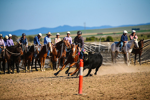 GoulburnCampdraft2017_3934