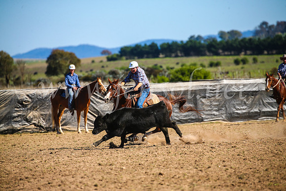 GoulburnCampdraft2017_3980