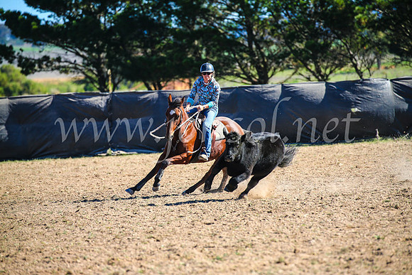 GoulburnCampdraft2017_3995
