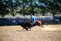 GoulburnCampdraft2017_3824