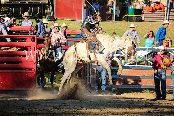 CoomaRodeo2017_5001