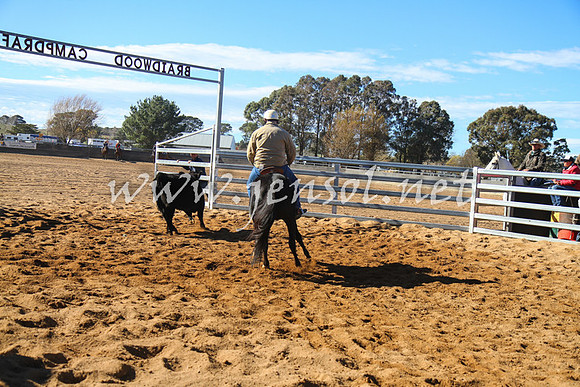 BungendoreCampdraft2016_6546