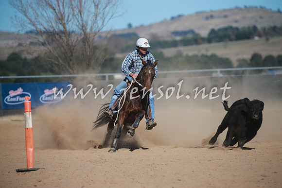 BungendoreCampdraft2016_6003