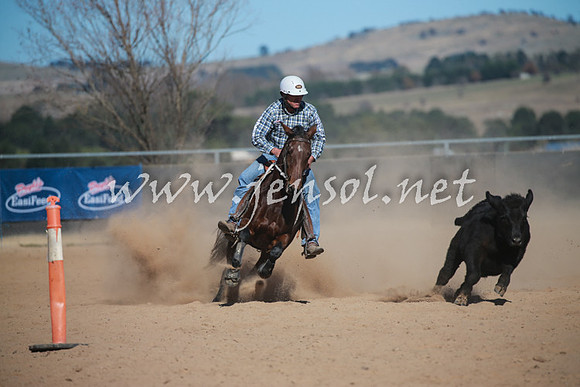 BungendoreCampdraft2016_6005