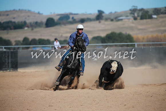 BungendoreCampdraft2016_6083